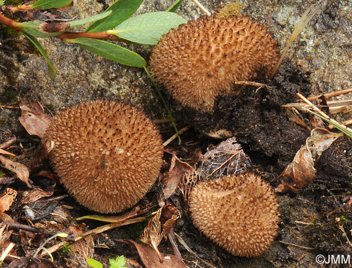 Lycoperdon nigrescens