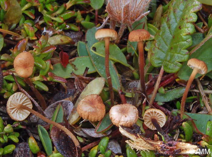 Marasmius epidryas