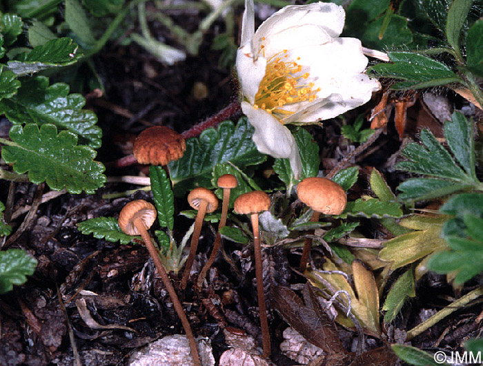 Marasmius epidryas