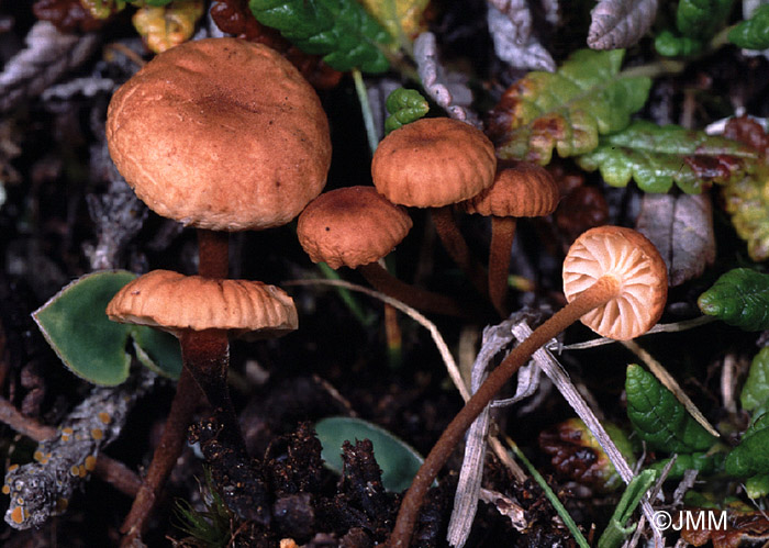 Marasmius epidryas