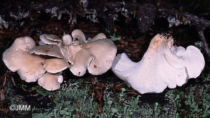 Osteina obducta