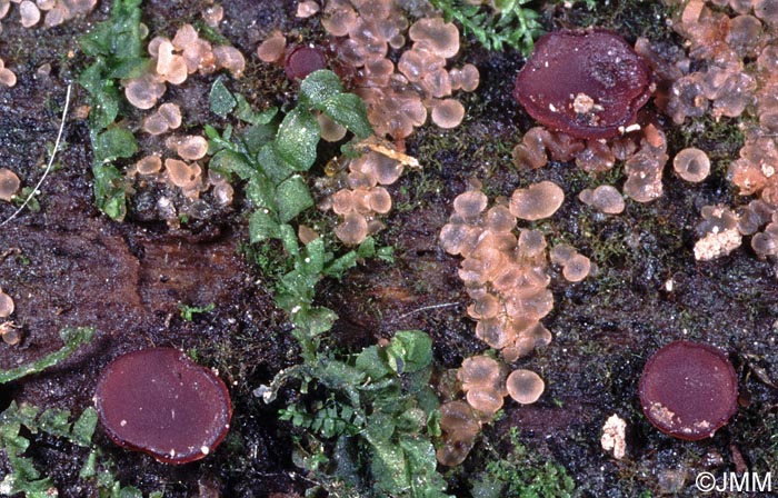 Ombrophila violacea & Orbilia luteorubella