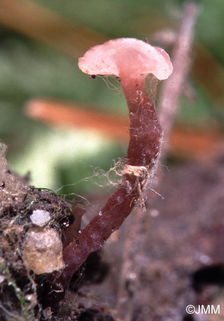 Ombrophila violacea