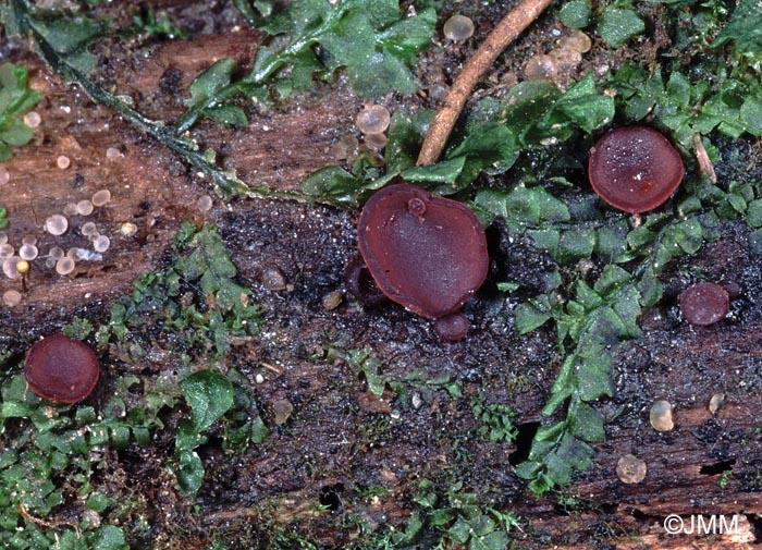 Ombrophila violacea