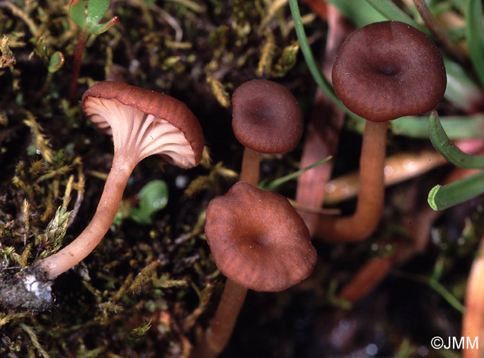 Omphalina kuehneri