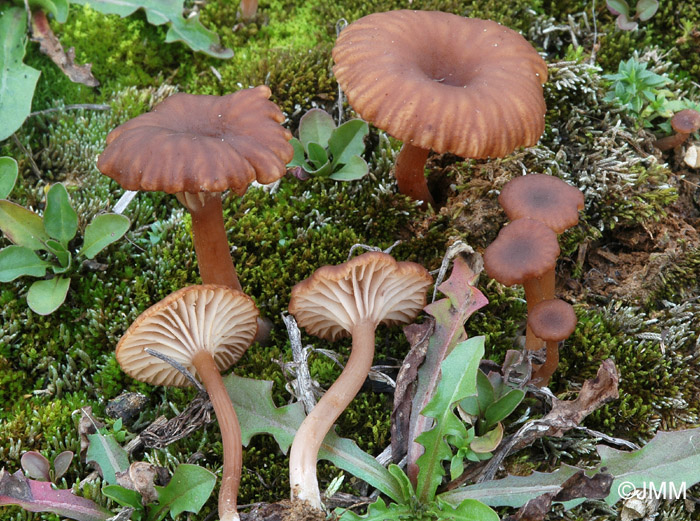 Omphalina pyxidata