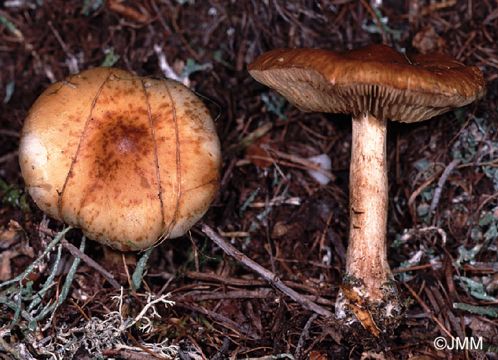 Pholiota mixta