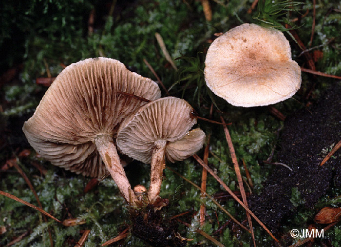 Pholiota scamba