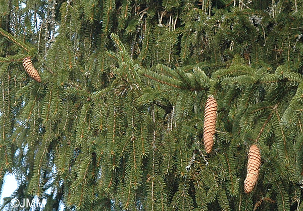 Picea abies = excelsa