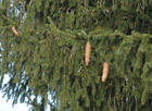 Picea abies