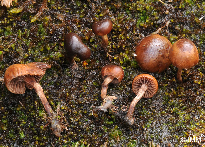 Psilocybe chionophila