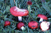 Russula nana