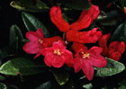 Rhododendron ferrugineum