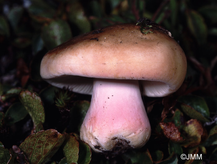 Russula chamitae