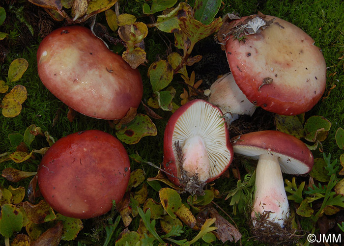 Russula chamitae