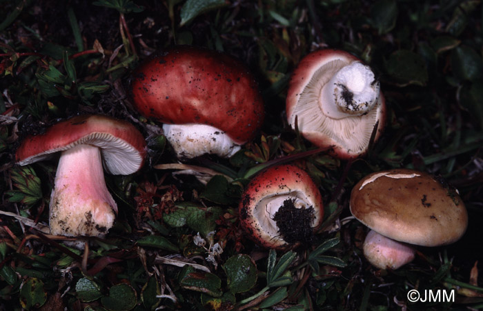 Russula chamitae