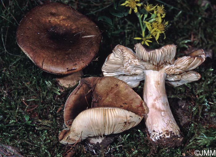 Russula favrei