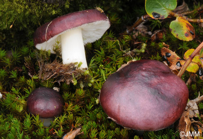 Russula laccata = Russula norvegica