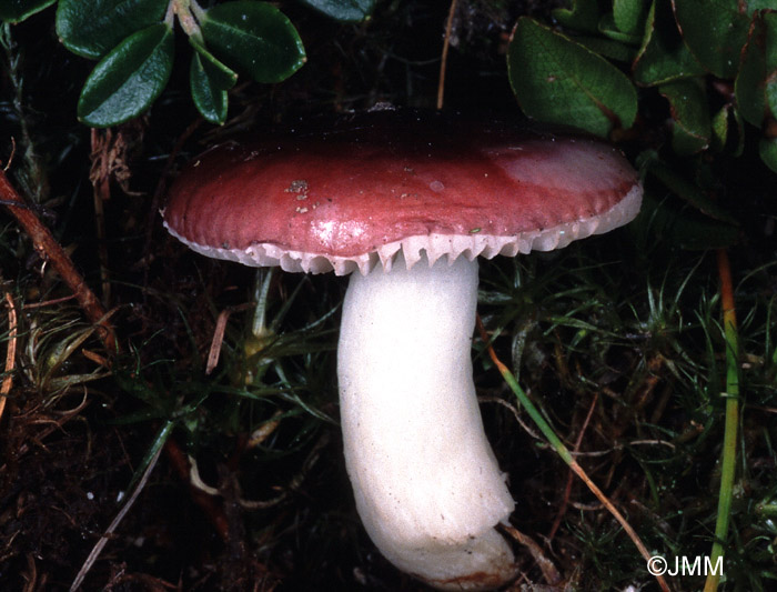 Russula laccata = Russula norvegica