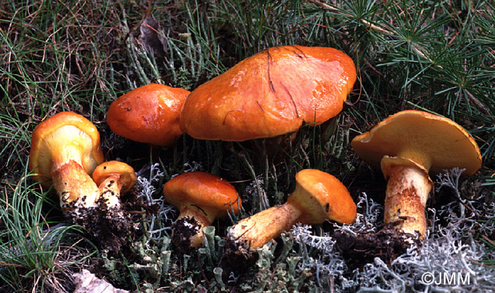 Suillus grevillei 