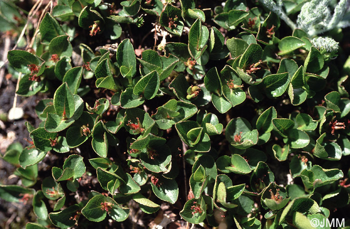 Salix herbacea