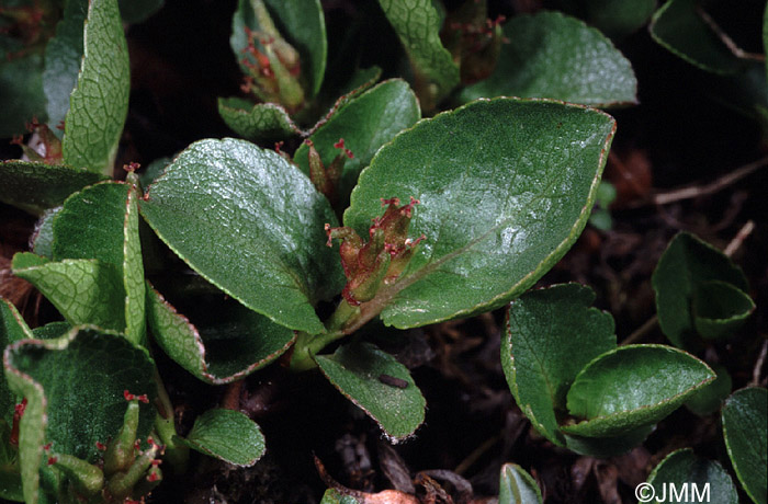 Salix herbacea