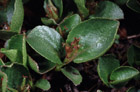 Salix herbacea