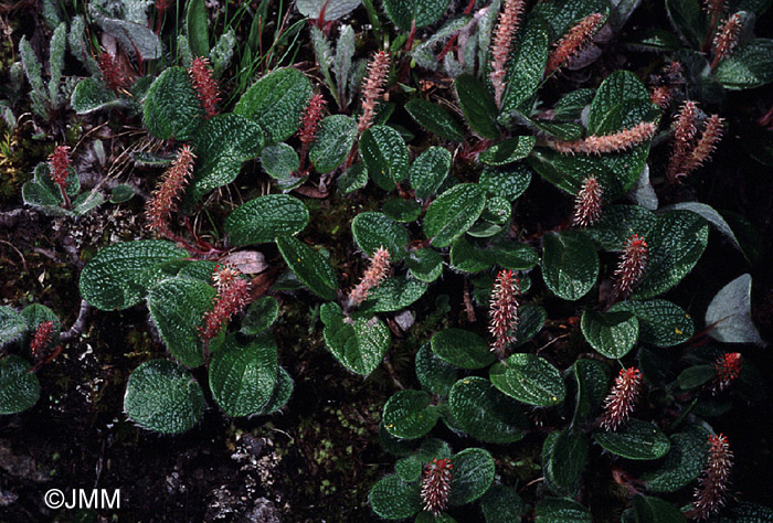 Salix reticulata