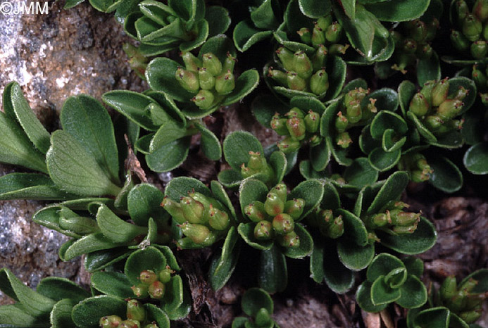 Salix serpyllifolia