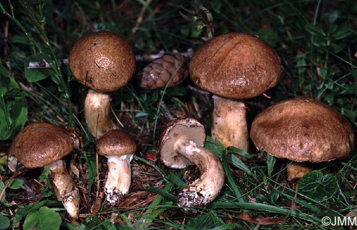 Suillus viscidus f. obscurus