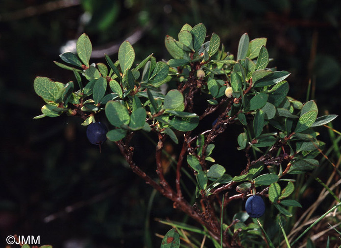 Vaccinium gaultherioides