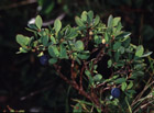 Vaccinium gaultherioides