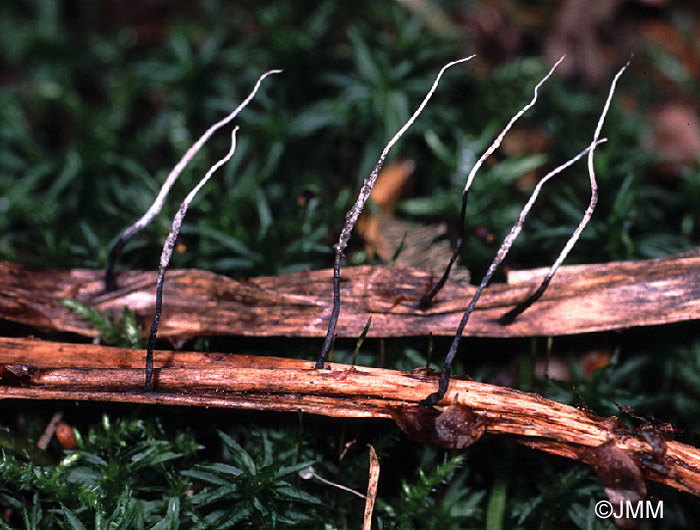 Xylaria filiformis