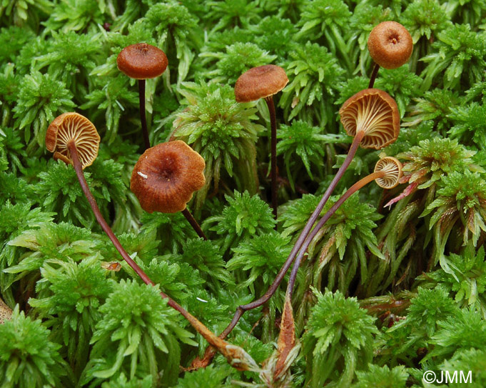 Xeromphalina cornui