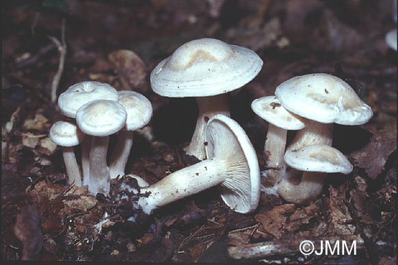 Clitocybe phyllophila