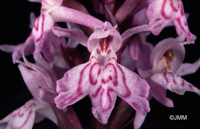 Dactylorhiza fuchsii