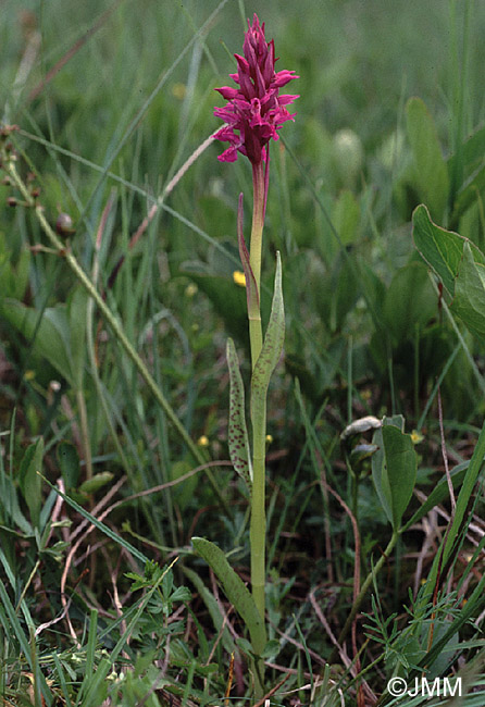 Dactylorhiza incarnata var. haematodes