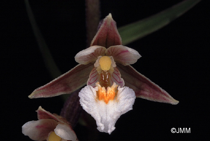 Epipactis palustris