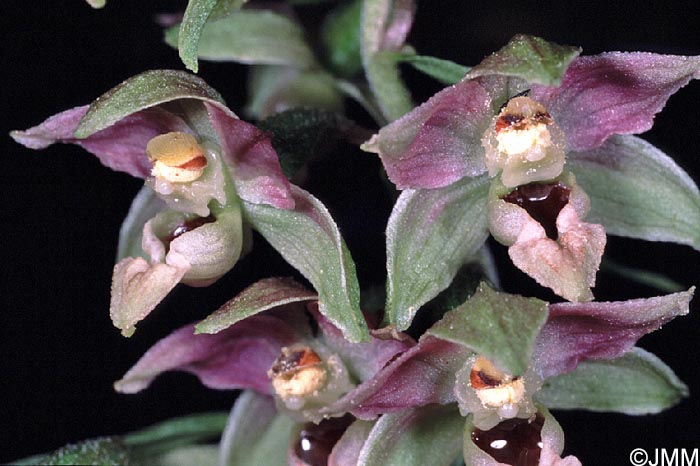 Epipactis distans