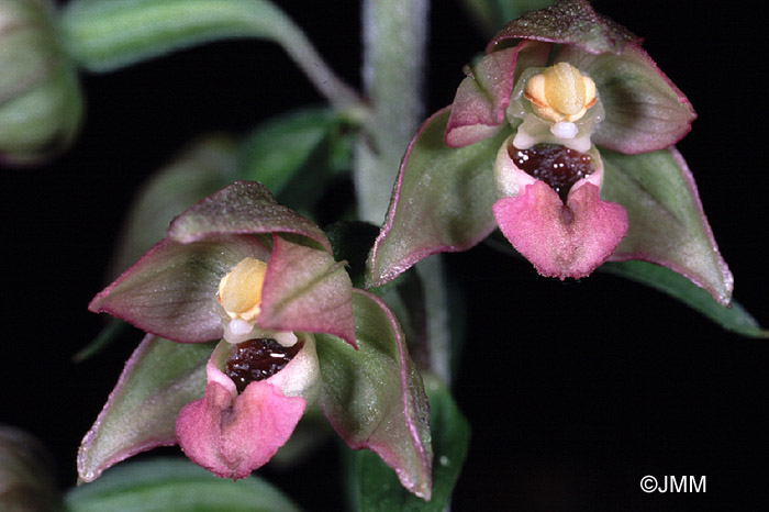 Epipactis helleborine