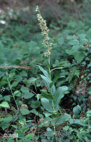 Epipactis helleborine