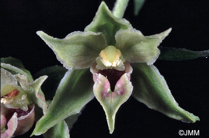 Epipactis leptochila