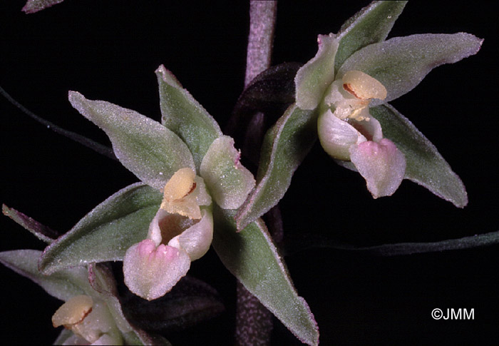 Epipactis purpurata