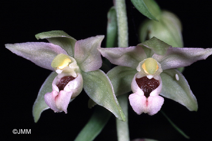 Epipactis helleborine