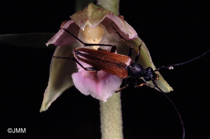 Epipactis helleborine