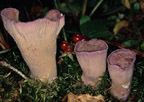 Gomphus clavatus