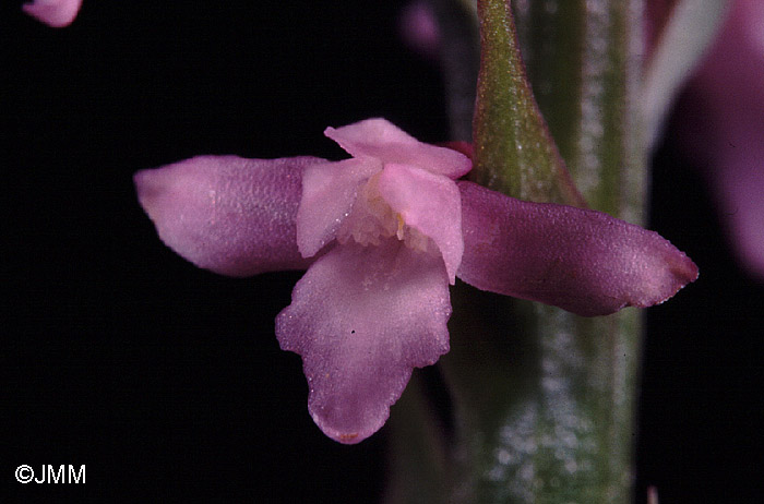 Gymnadenia odoratissima