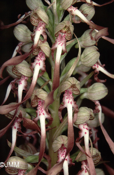 Himantoglossum hircinum