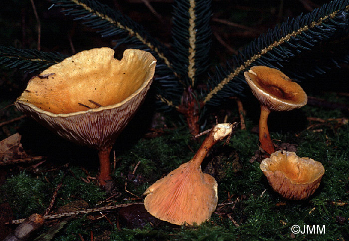 Hygrophoropsis aurantiaca