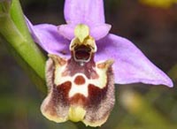 Orchid�es europ�ennes